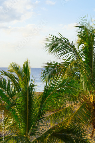 Coconut trees against a blue sky and a beautiful beach in Puerto Plateau, Dominican Republic. Vacation vacation background Wallpaper. View of a beautiful tropical beach.