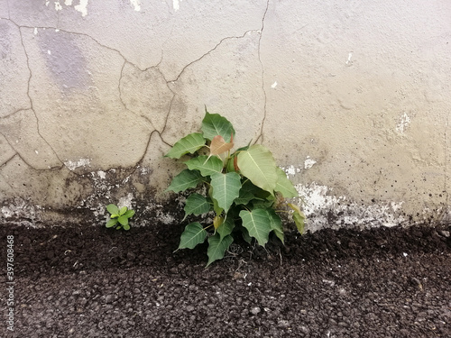 Young Ficus rumphii tree grows on asphalt with cement wall background. photo