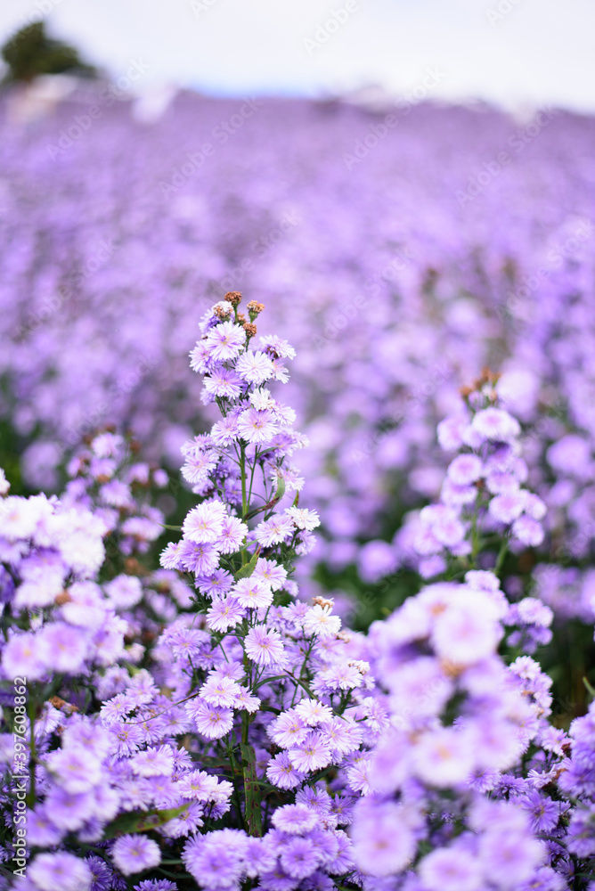 Fresh Margaret flower field garden at the mountain Fresh Margaret flower field garden at the mountain