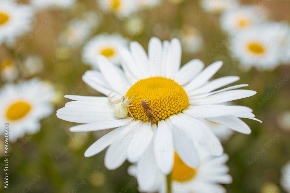 Obraz premium white spider waiting for a victim on a blooming chamomile flower