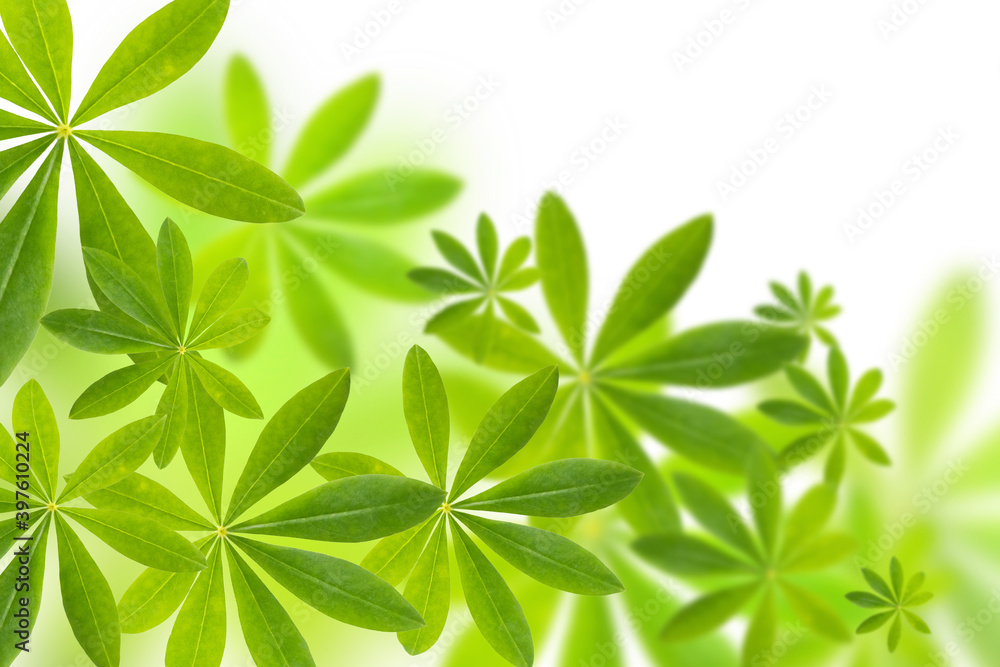 Fototapeta premium Natural green leaves with selective focus on a white background.