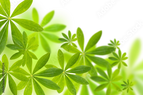 Natural green leaves with selective focus on a white background.