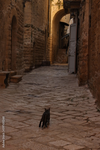 A cat in the old street of Bosceglie, Apulia, Italy © ivva100