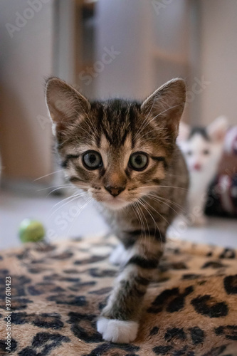 Cute playful rescue kitten in a no-kill animal shelter
