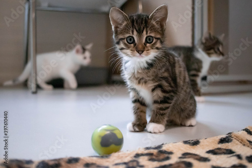 Cute playful rescue kitten in a no-kill animal shelter