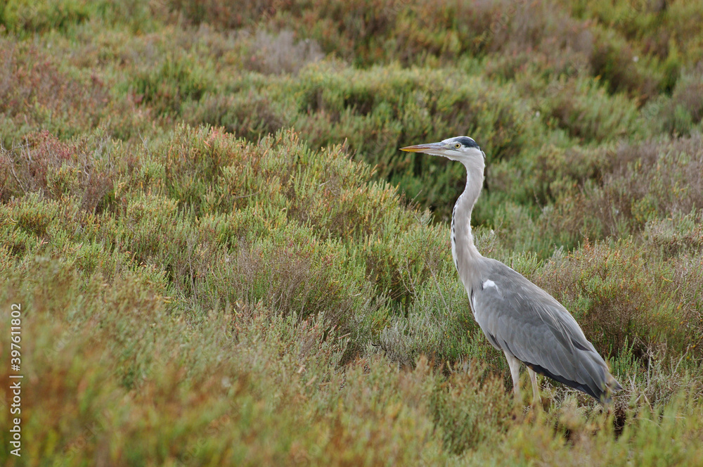 Héron seul sur fond de végétation verte