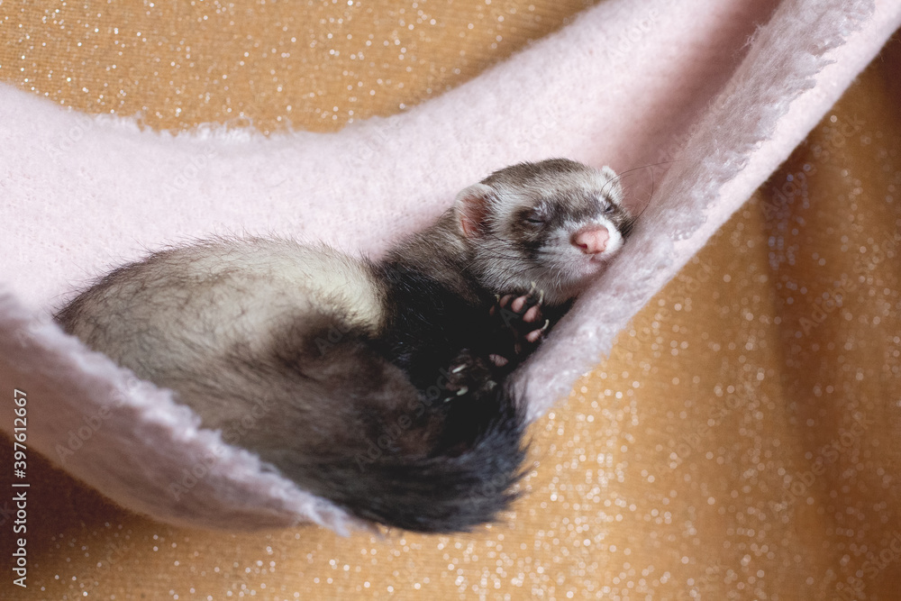 Cute young ferret or weasel in his cage Stock Photo Adobe Stock