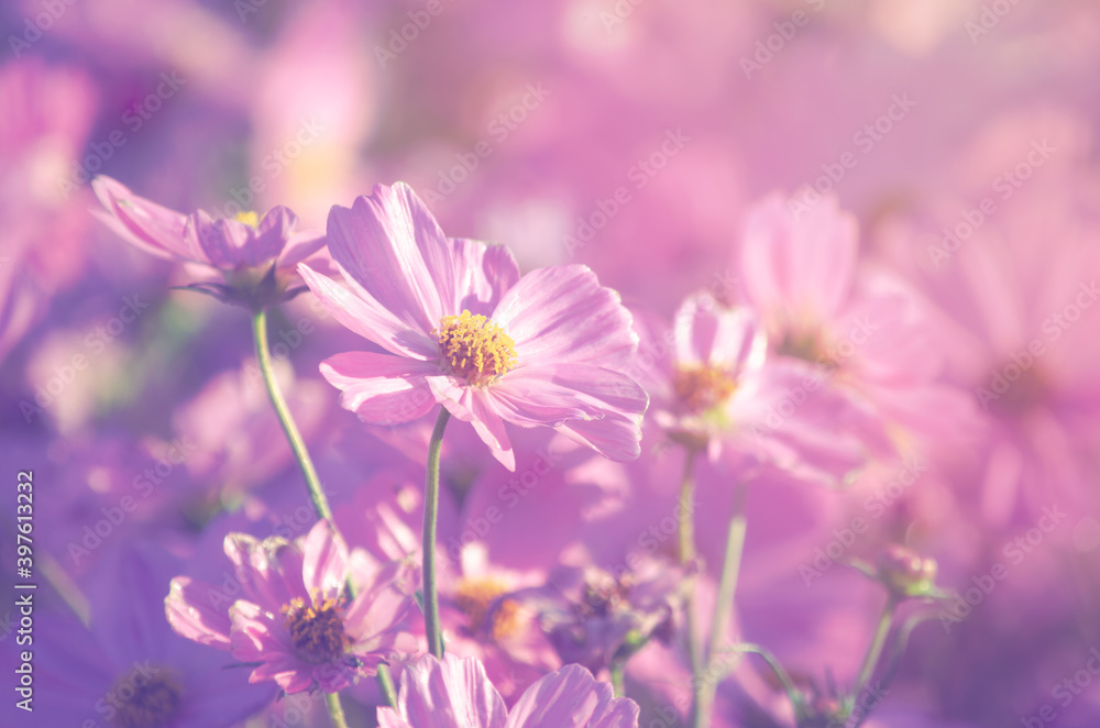 Closed up beautiful pink cosmos flower in the garden in soft pink and purple vintage tone