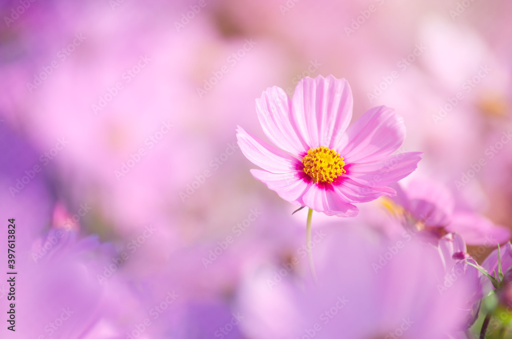 Closed up beautiful soft pink young single cosmos flower over blur natural pink background under morning sun light