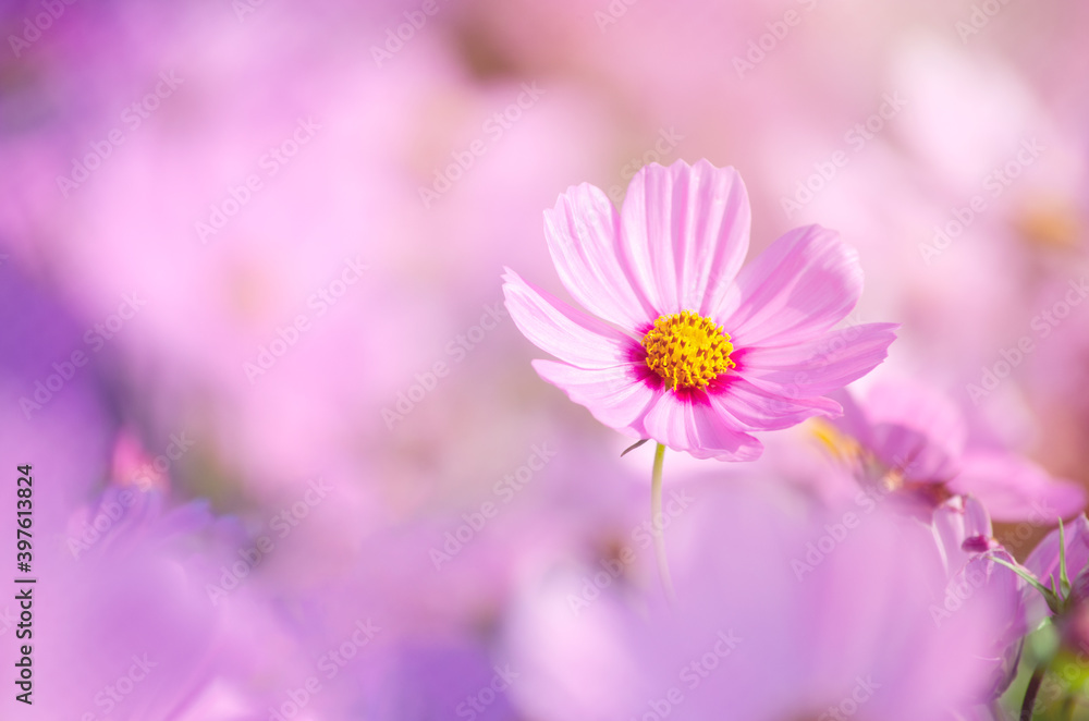 Closed up beautiful soft pink young single cosmos flower over blur natural pink background under morning sun light Closed up beautiful soft pink young single cosmos flower over blur natural pink background under morning sun light