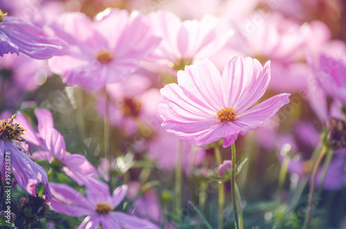 Closed up beautiful soft pink young cosmos flower over blur natural pink background under morning sun light