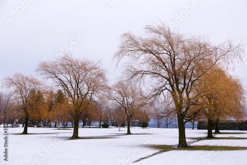 Series of tall willow trees with bare yellow branches seen in large garden covered in a light coating of snow  St-Augustin-de-Desmaures  Quebec  Canada