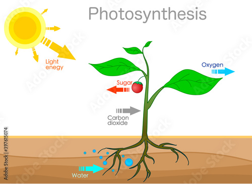 Photosynthesis changes sunlight into chemical energy, splits water to liberate oxygen, and fixes carbon dioxide into sugar. convert light energy content carbohydrates. Plants, tree, leaf. Draw Vector