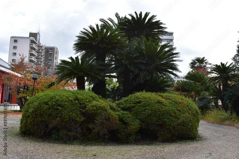 Fototapeta premium palm trees in the park
