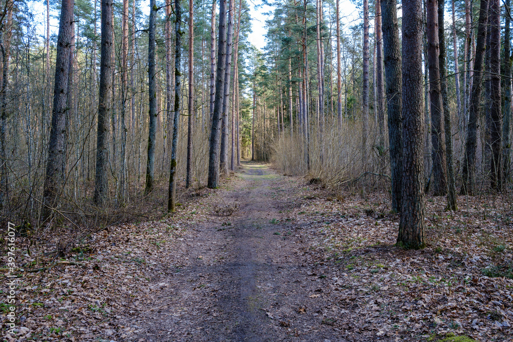 Fototapeta premium enmpty forest road with tractor car tire track marks