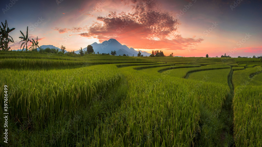 panoramic views of rice fields during the beautiful morning in Bengkulu Utara, Indonesia