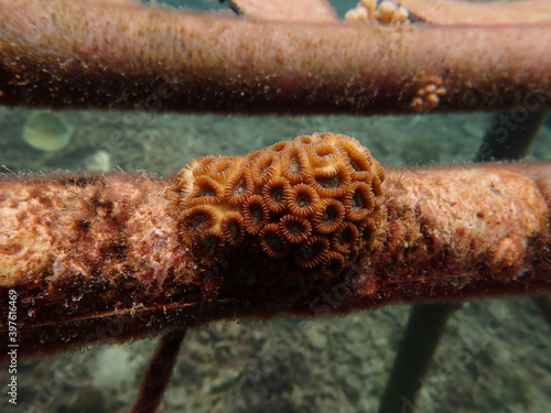 Micro fragment of brain coral at nursery area photo