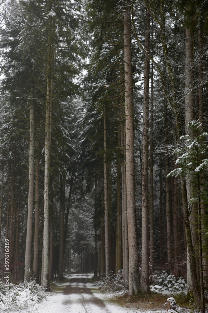 Fototapeta premium chemin de forêt en hiver - Suisse