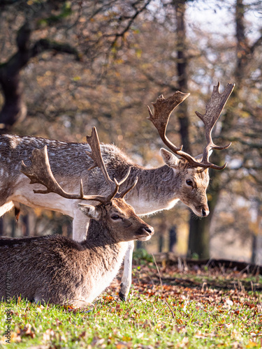 Young deer congregating and lying down.