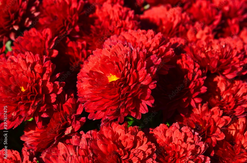 Beautiful drop of water morning dew on petal of chrysanthemum flower with summer spring reflection close-up macro in nature Beautiful drop of water morning dew on petal of chrysanthemum flower with summer spring reflection close-up macro in nature
