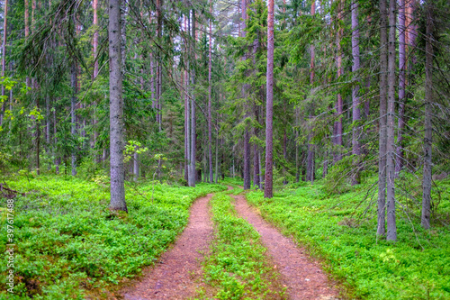 enmpty forest road with tractor car tire track marks
