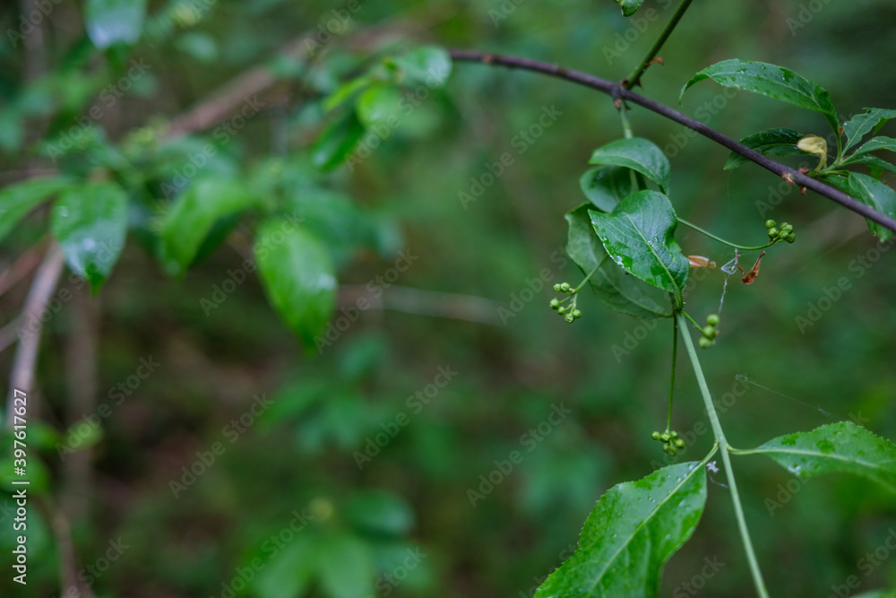 fresh green summer foliage abstract after the rain fresh green summer foliage abstract after the rain