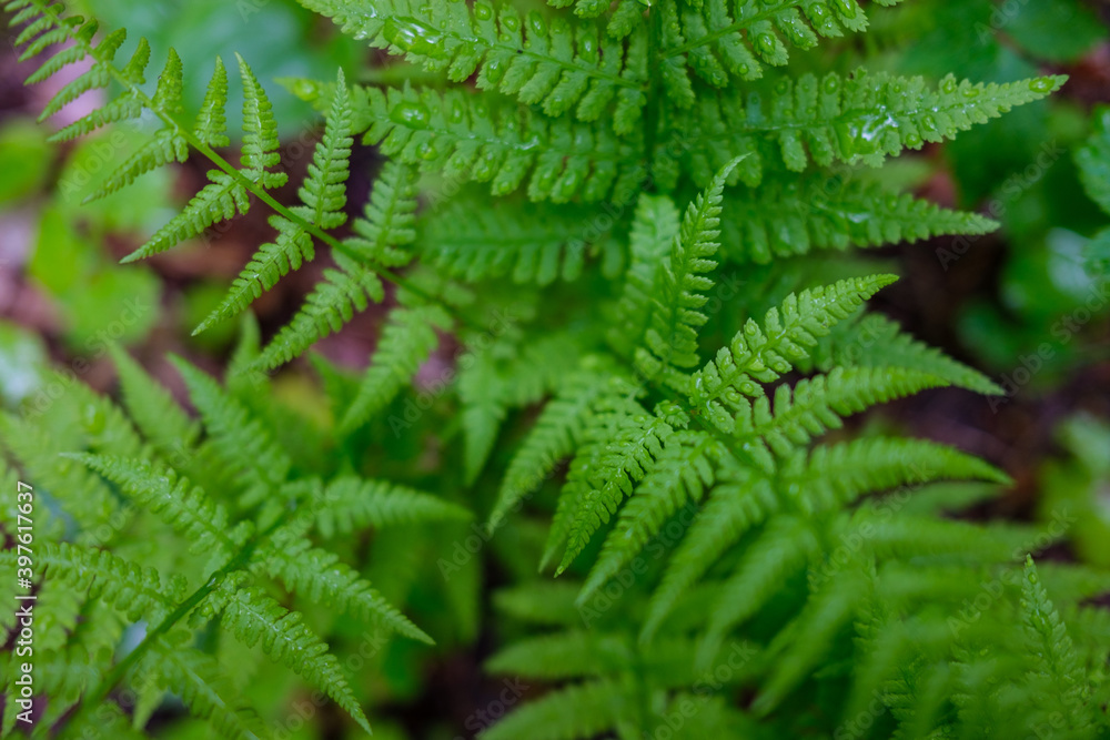 fresh green summer foliage abstract after the rain fresh green summer foliage abstract after the rain