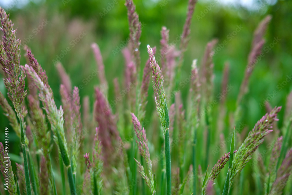 fresh green summer foliage abstract after the rain fresh green summer foliage abstract after the rain