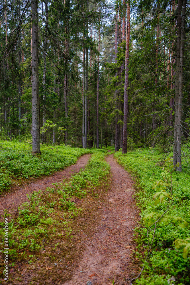 enmpty forest road with tractor car tire track marks enmpty forest road with tractor car tire track marks
