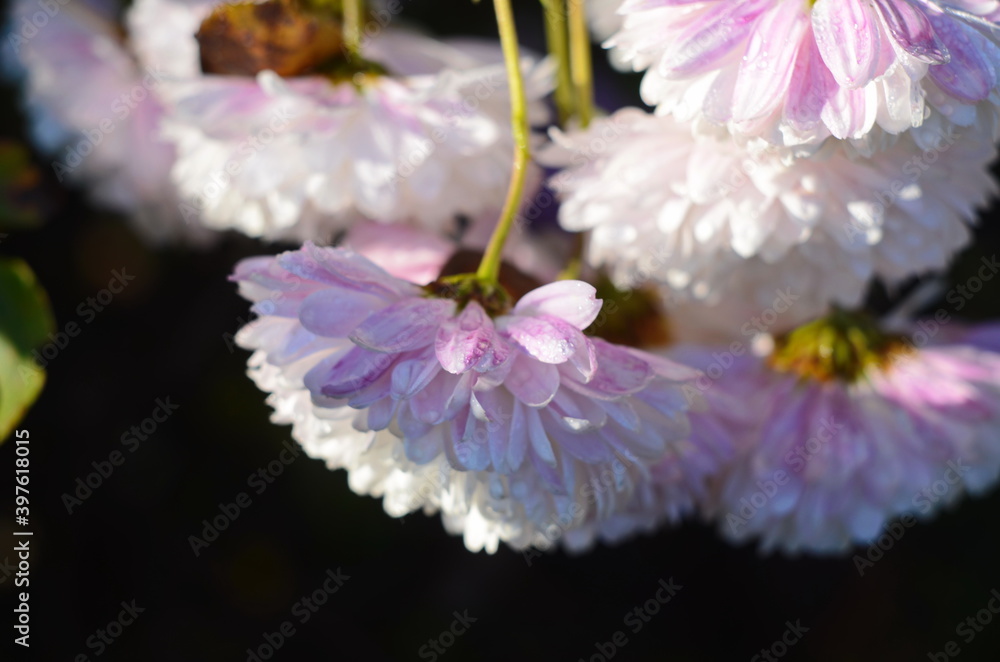 Beautiful drop of water morning dew on petal of chrysanthemum flower with summer spring reflection close-up macro in nature Beautiful drop of water morning dew on petal of chrysanthemum flower with summer spring reflection close-up macro in nature