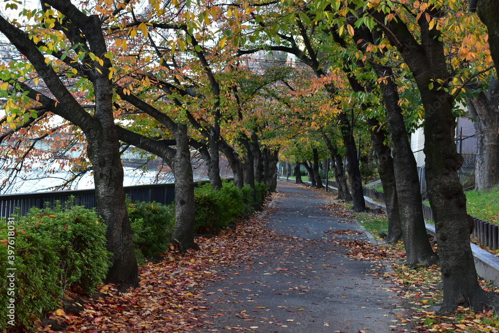 autumn in the park autumn in the park