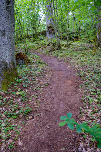 enmpty forest road with tractor car tire track marks