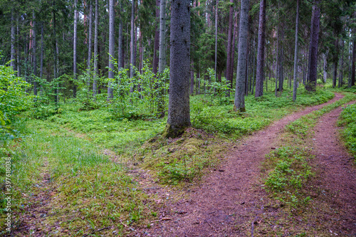 enmpty forest road with tractor car tire track marks