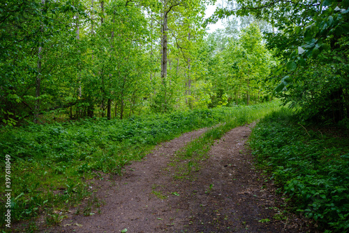 enmpty forest road with tractor car tire track marks
