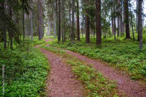 enmpty forest road with tractor car tire track marks