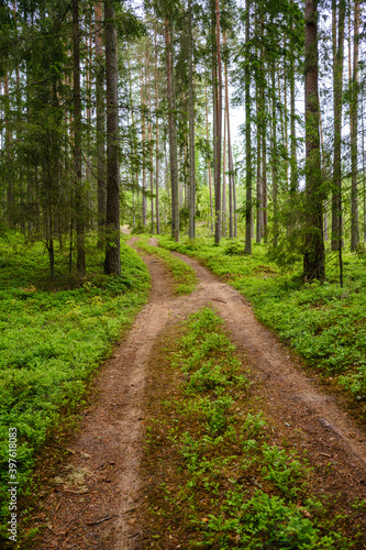 enmpty forest road with tractor car tire track marks