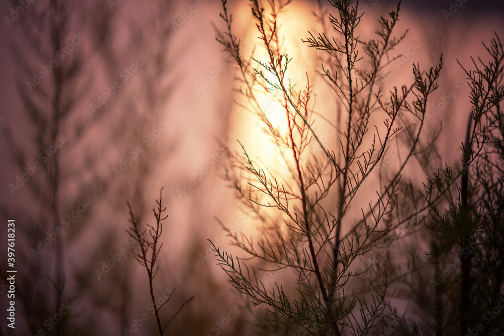 Obraz premium abstract nature background, dry grass at sunset in sunlight