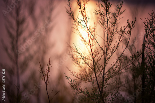 abstract nature background, dry grass at sunset in sunlight © olezzo