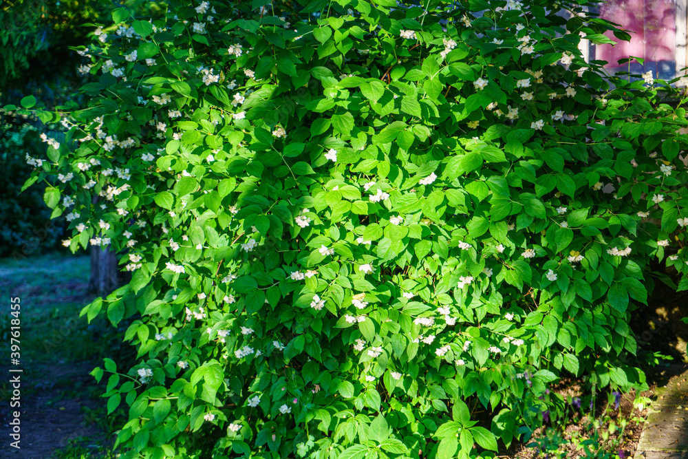 fresh green summer foliage abstract after the rain fresh green summer foliage abstract after the rain