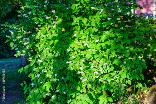 Fototapeta Naklejka Na Ścianę i Meble -  fresh green summer foliage abstract after the rain