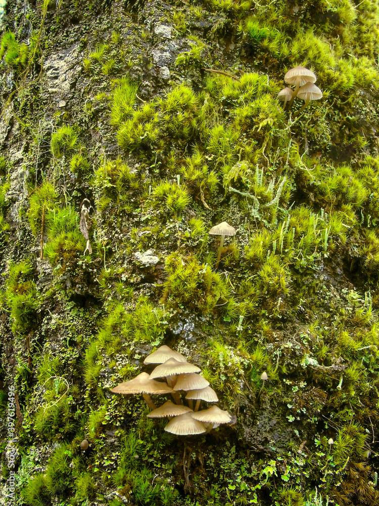 Fototapeta premium Mushrooms on mossy old tree