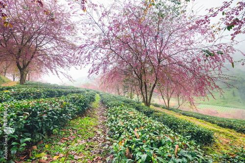 Beautiful cherry flowers bloom in tea hill in Sapa, Vietnam