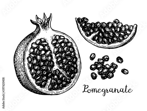 Ink sketch of pomegranate.