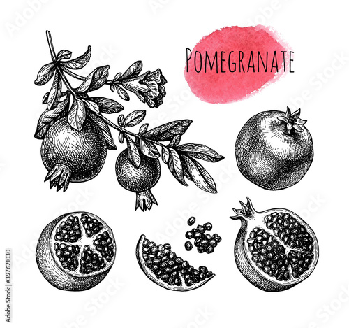Pomegranate ink sketch set.