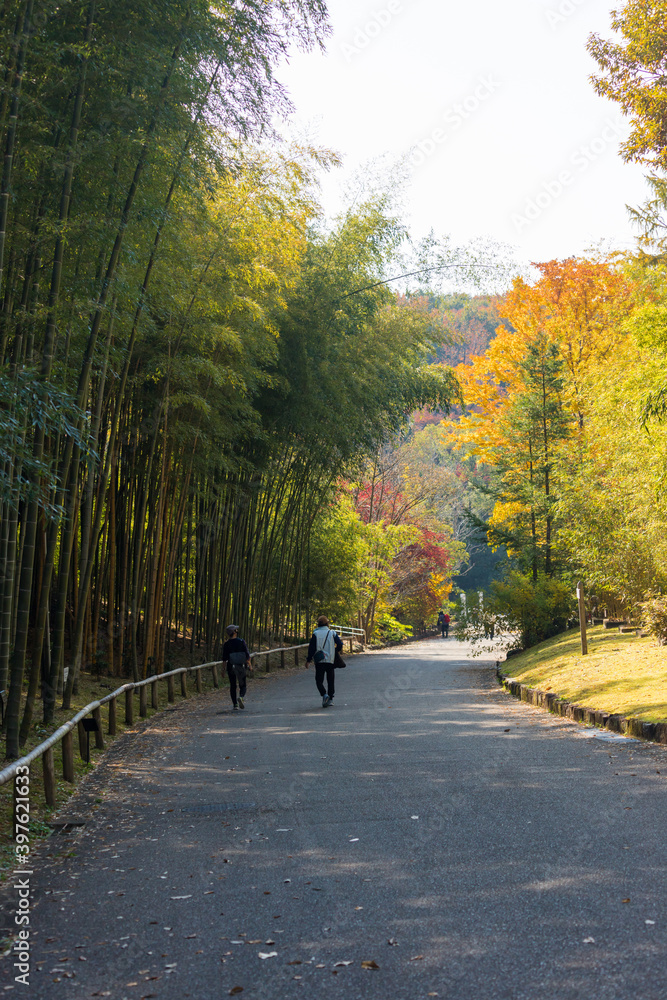 秋の公園の竹林で散歩している人々の姿