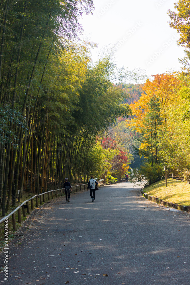 秋の公園の竹林で散歩している人々の姿 秋の公園の竹林で散歩している人々の姿