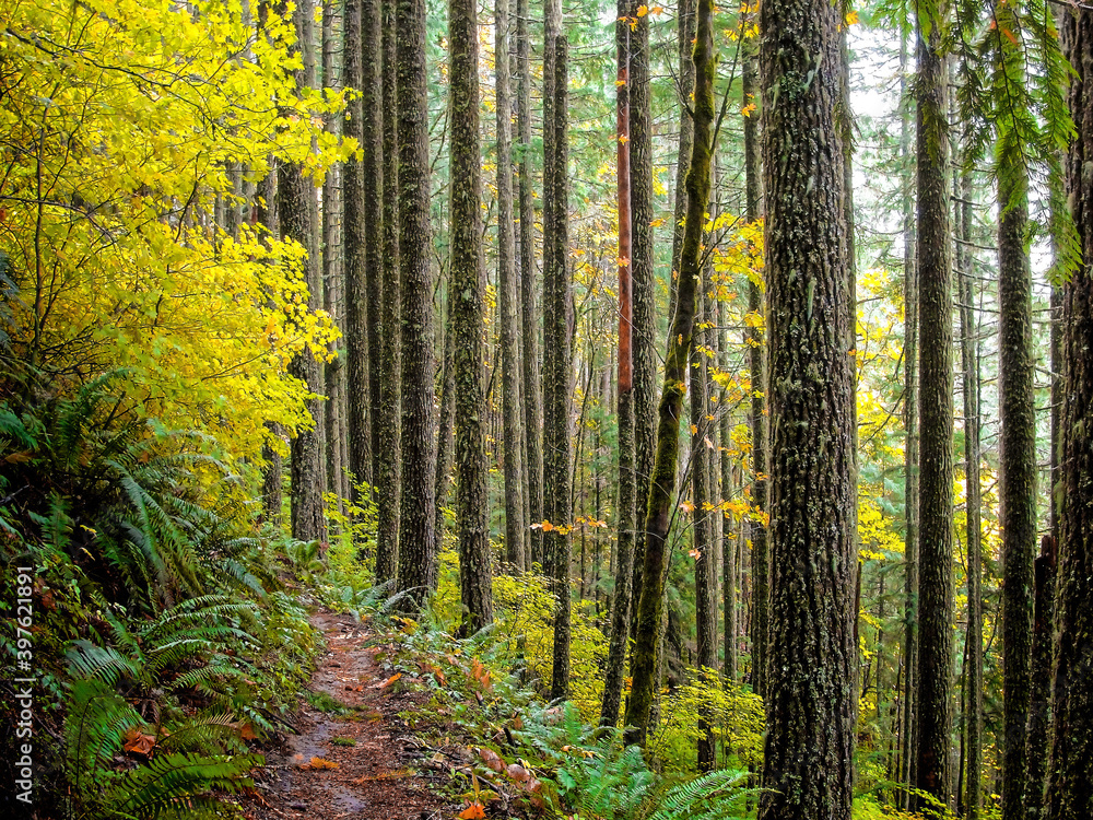 Autumn in the Oakridge hills, west Cascades, Oregon Autumn in the Oakridge hills, west Cascades, Oregon