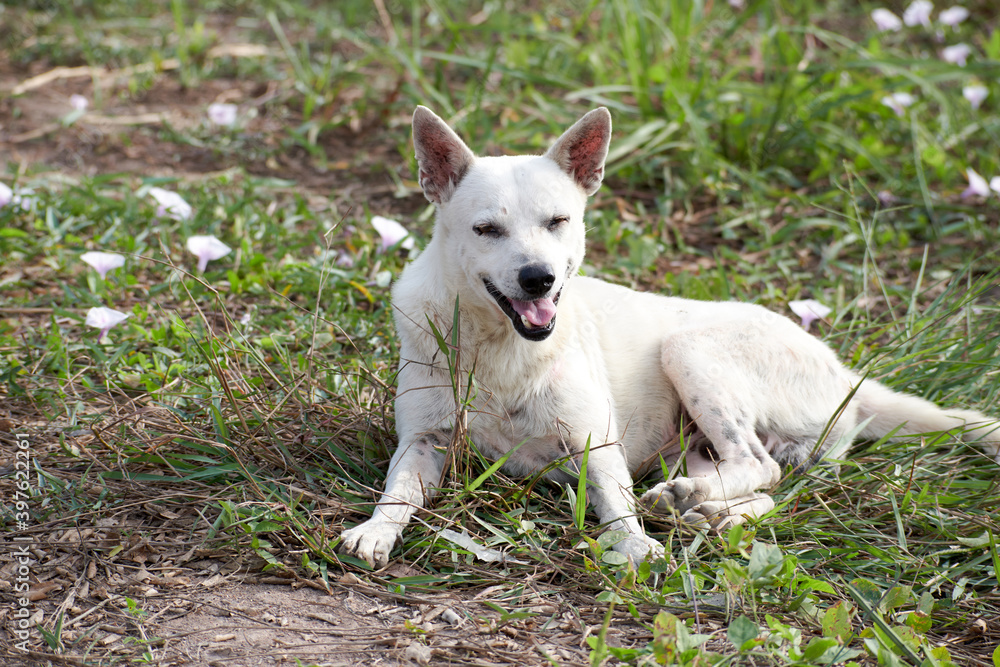 A white dog sits on the green grass and looking happy background with copy space