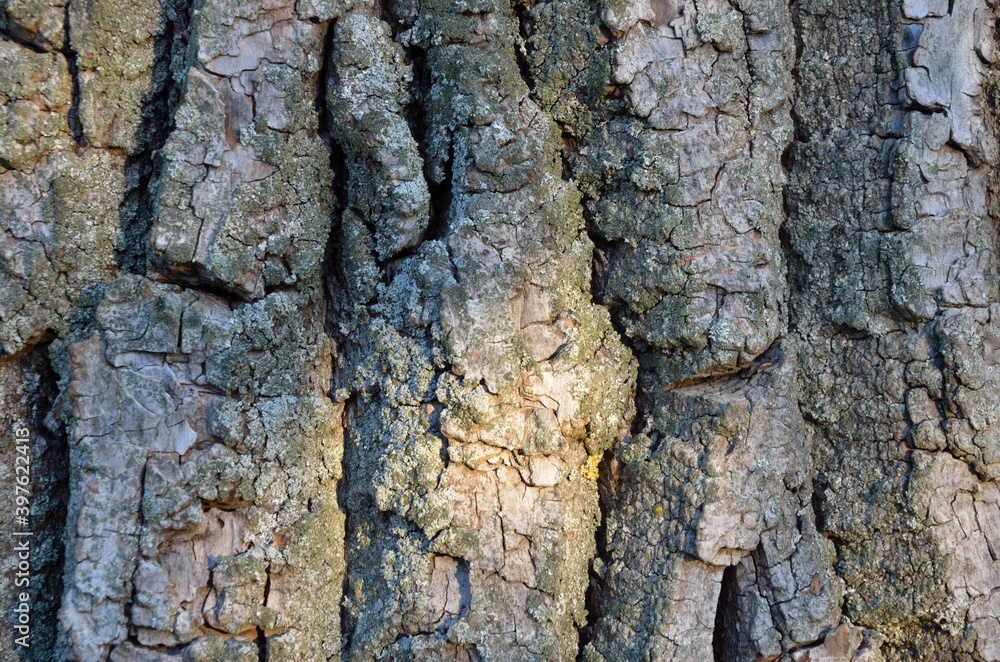 Coarse bark of a tree as background Coarse bark of a tree as background