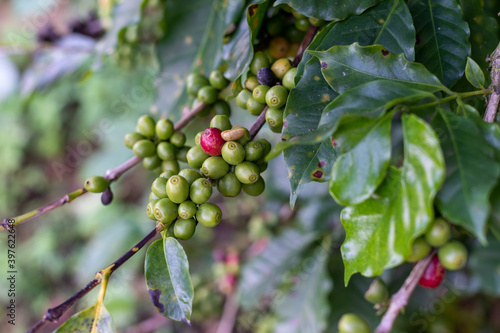 Red and green beans of coffee on tree at Phahee, Chiang rai, Thailand